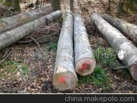 櫸木 從原木到精品，走進淄博鑫良包裝制品廠